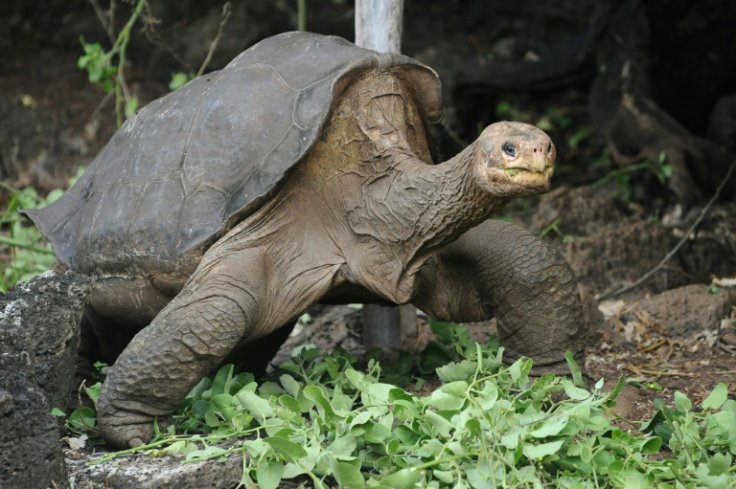 Lonesome George was the last known Pinta Island Tortoise, from the Galapagos Archipelago
